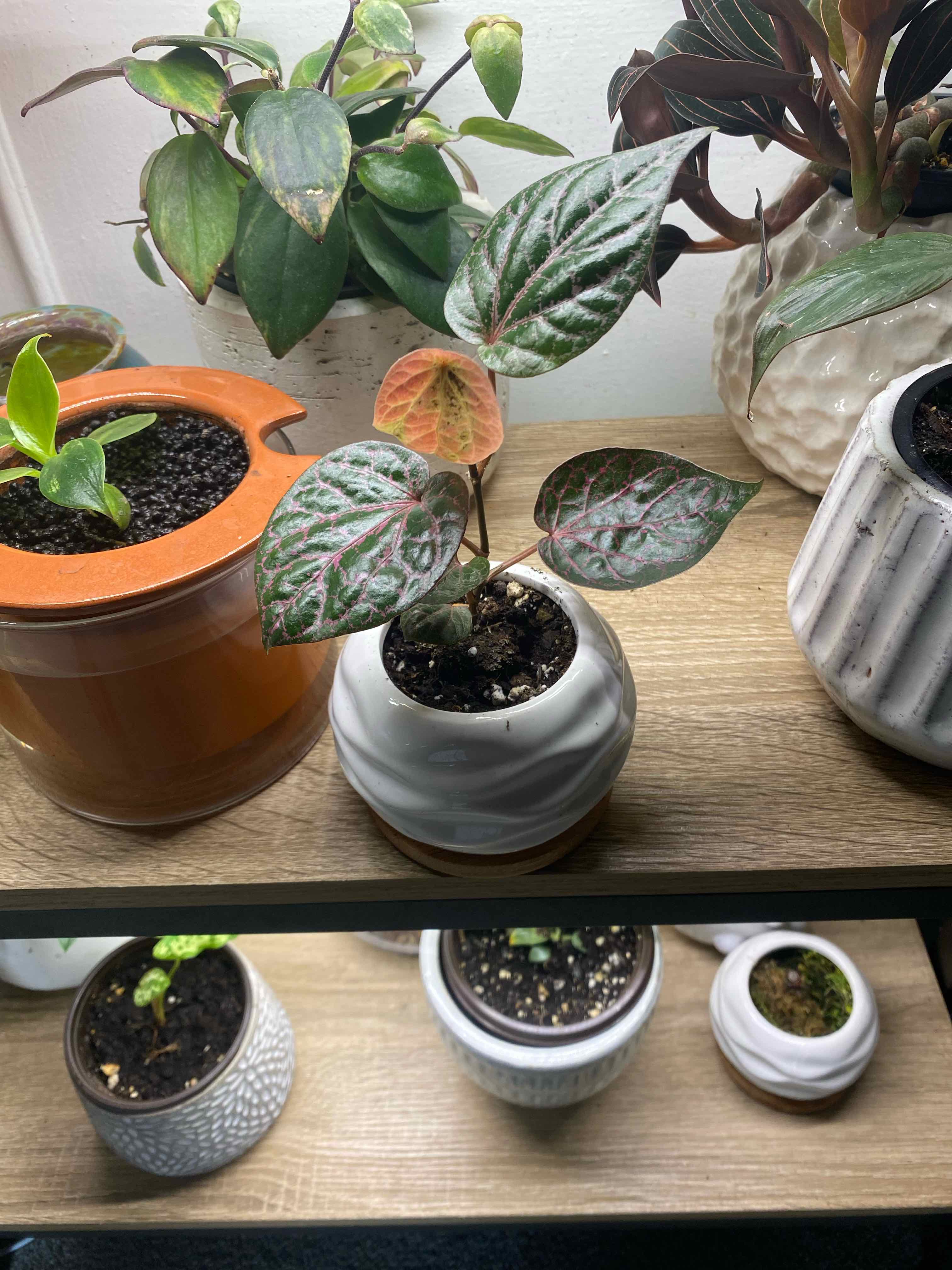 Red Betel plant in a white pot on a wooden shelf with other potted plants.
