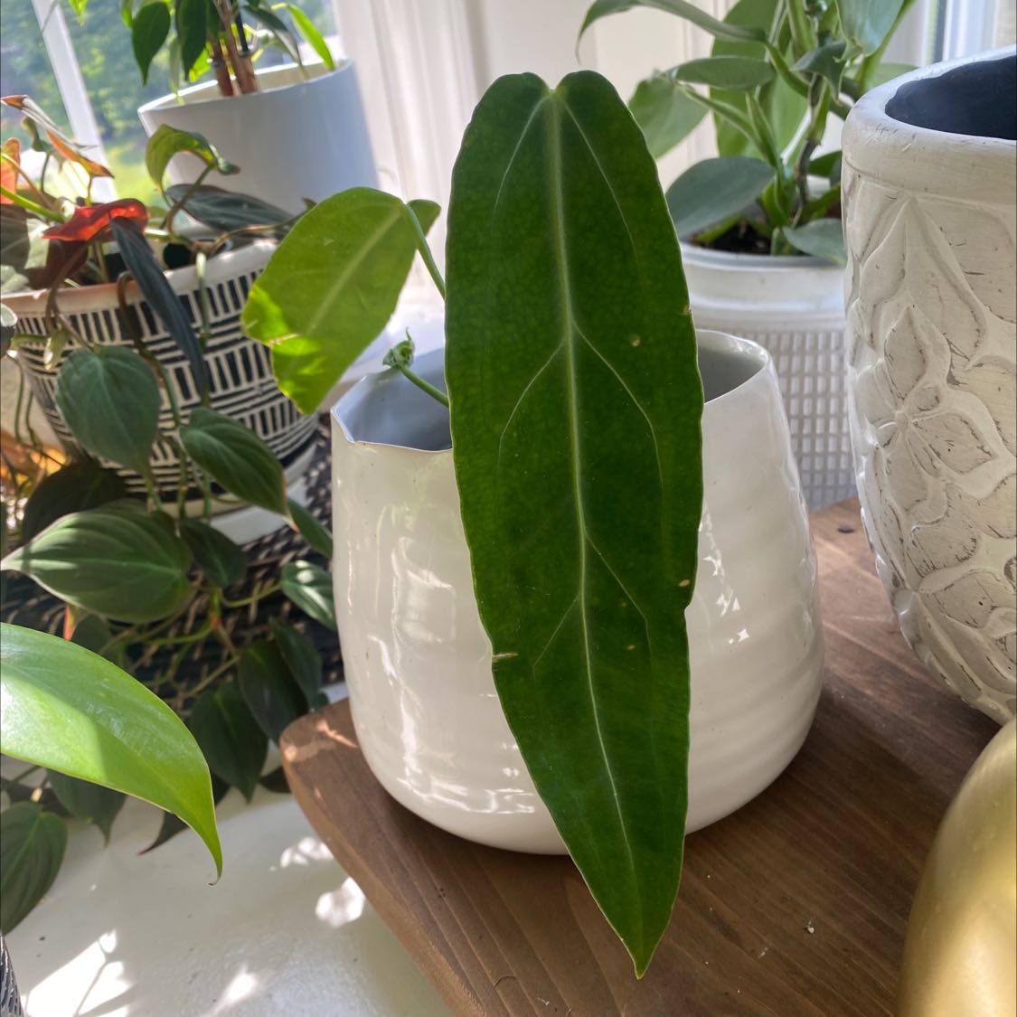 Anthurium warocqueanum plant in a white pot with a long, green leaf. Other plants are in the background.