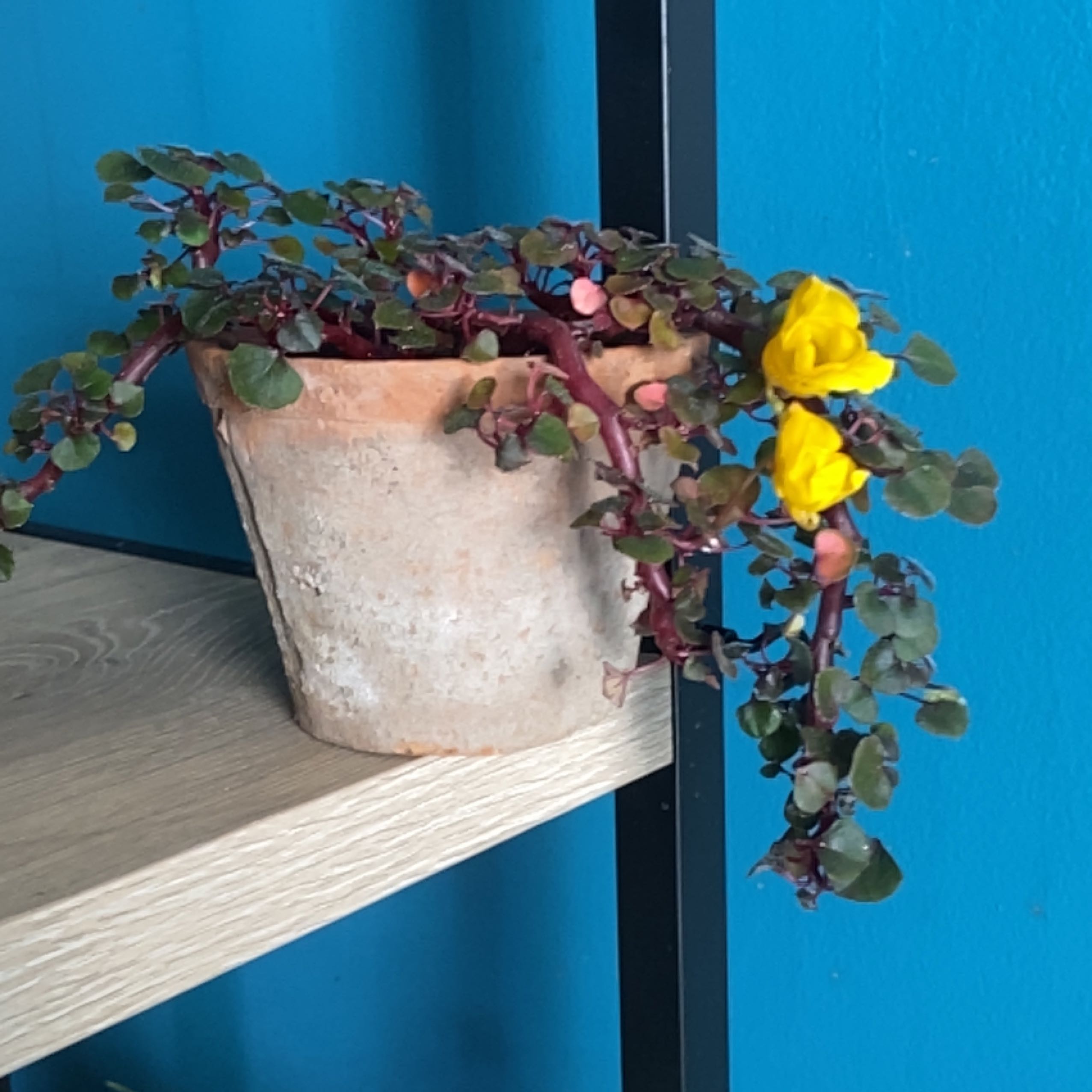 Photo of the plant species Yellow Impatiens by @Joanne named Nemo on Greg, the plant care app