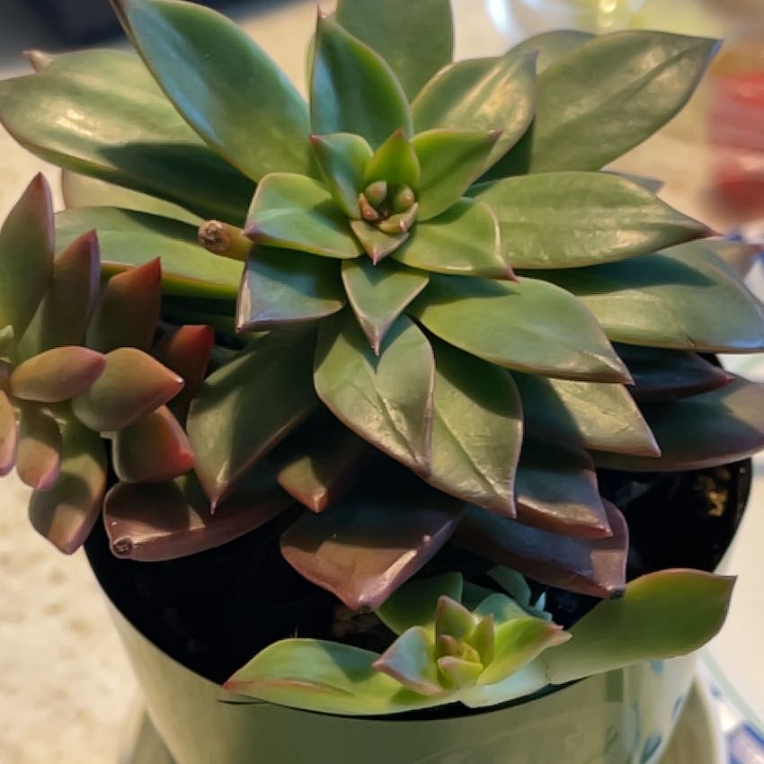 Photo of the plant species Solar Flare by @MasterMint named Icarus on Greg, the plant care app
