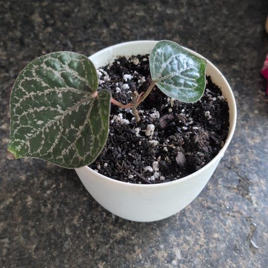 Photo of the plant species Piper Crocatum by @RulerMeyerlemon named Kardashian on Greg, the plant care app