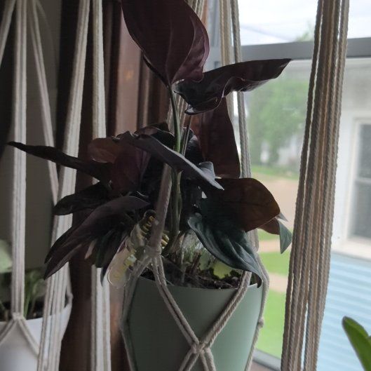 Photo of the plant species Syngonium Erythrophyllum by @RulerMeyerlemon named Figyonce on Greg, the plant care app