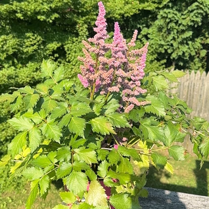 Photo of the plant species Steeplebush by @DistinctDyebush named Figyonce on Greg, the plant care app