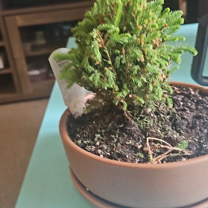 Photo of the plant species White Spruce 'Blue Planet' by @UnfailingGray6 named Merry on Greg, the plant care app