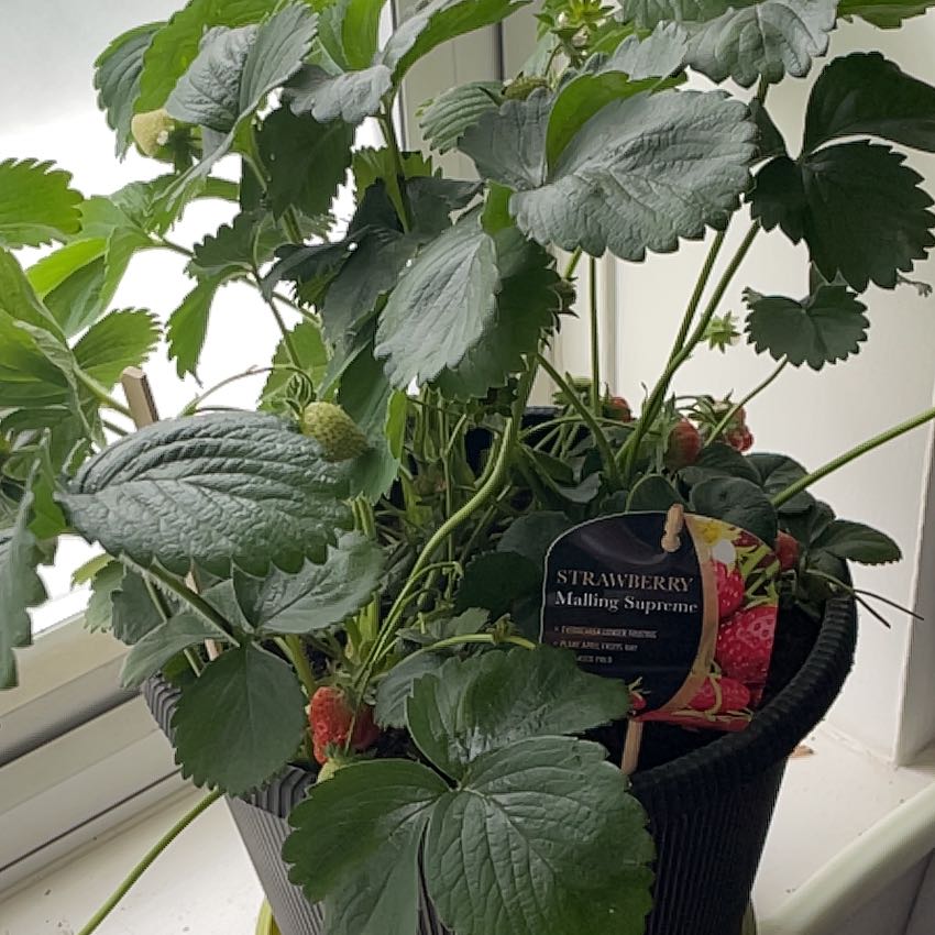 Photo of the plant species Garden Strawberry 'Malling Supreme' by @HelperMira55 named Fernie Mercury on Greg, the plant care app