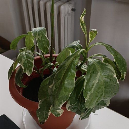 Photo of the plant species Rubrum by @SportFanpalm69 named Pseudy on Greg, the plant care app