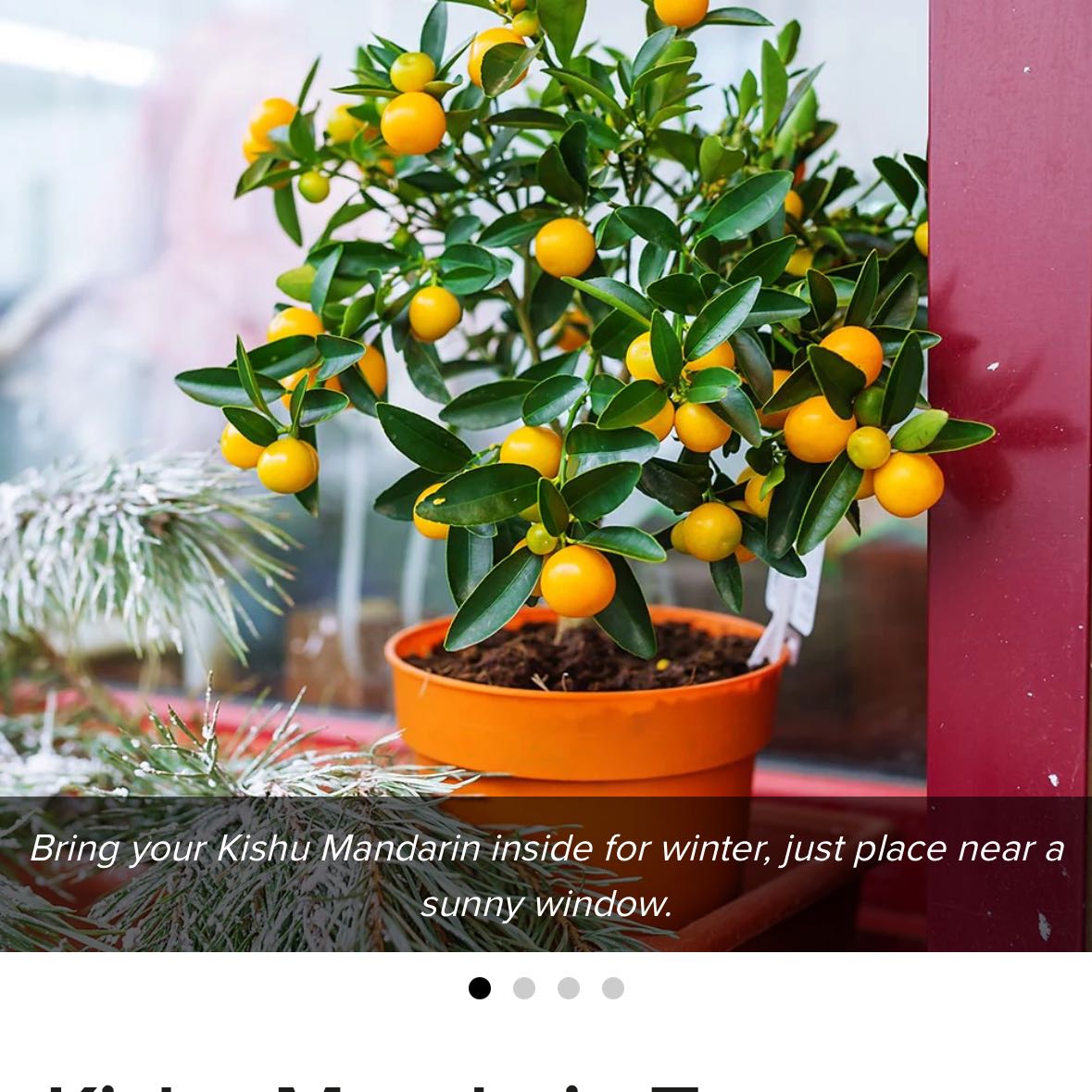 Photo of the plant species Kishu Mandarin by @CheerfulWychelm named Demi on Greg, the plant care app