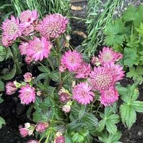 Photo of the plant species Greater Masterwort by @JocularMastic67 named Madonna on Greg, the plant care app