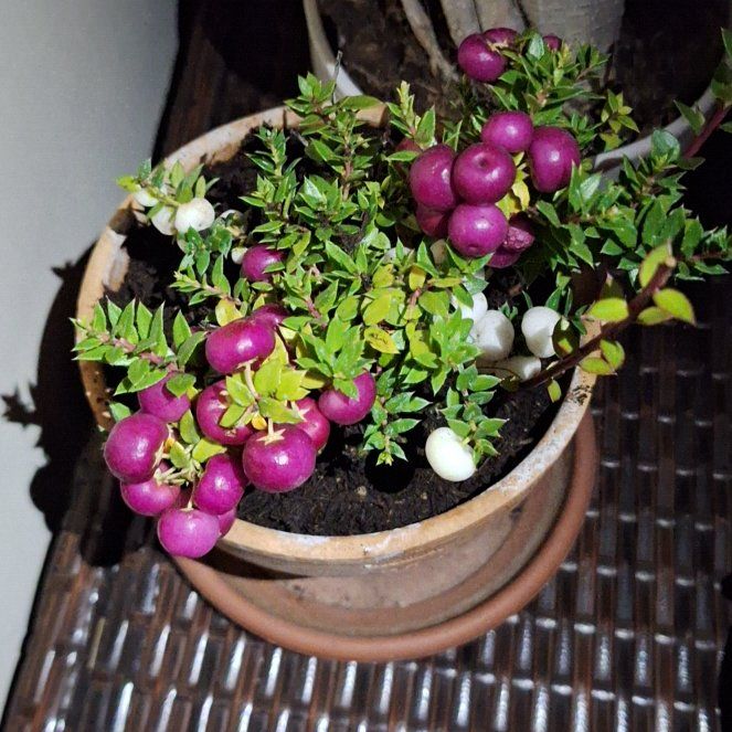 Photo of the plant species Northern Mountain Cranberry by @MellowlyPandan named Manda on Greg, the plant care app