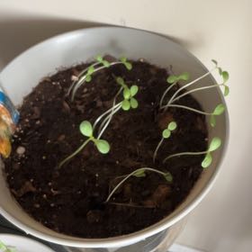 Photo of the plant species Zinnia by @NeatJavafern37 named Duke on Greg, the plant care app