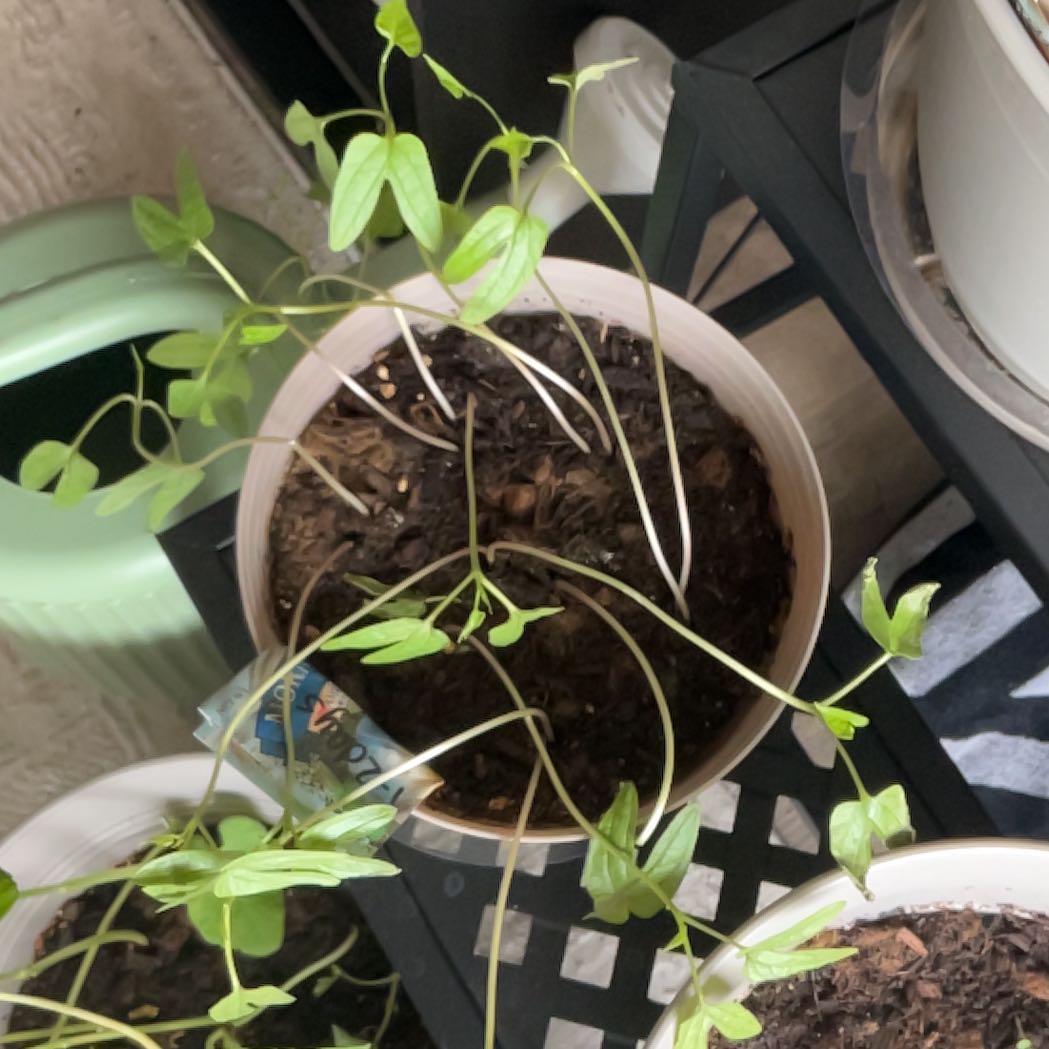 Photo of the plant species Morning Glory by @NeatJavafern37 named Ronaldo on Greg, the plant care app