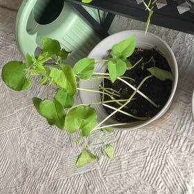Photo of the plant species Green Beans by @NeatJavafern37 named Rosa on Greg, the plant care app