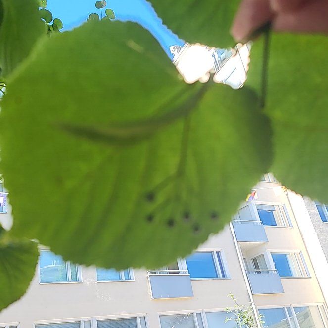 Photo of the plant species Littleleaf Linden by @AffluentKonjac named Lavender on Greg, the plant care app