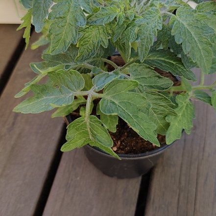 Photo of the plant species Tempting Tomatoes Patio Sunshine Cherry Tomato by @JoyfulRedlion27 named Gomez on Greg, the plant care app