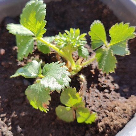 Photo of the plant species Polka Strawberry by @JoyfulRedlion27 named Bella, Margaret, Ophelia & Ann on Greg, the plant care app