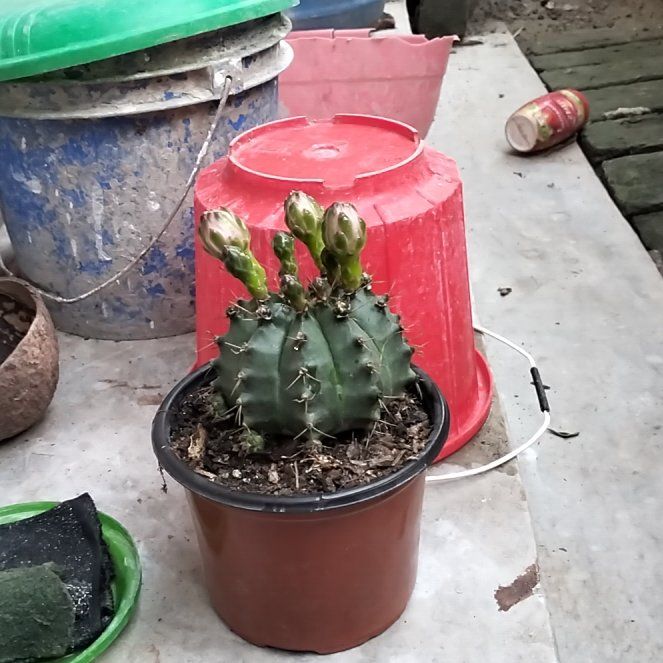 Photo of the plant species Gymnocalycium Cactus by @QueenCapemay41 named Athena on Greg, the plant care app