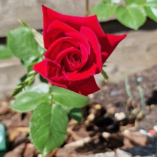 Photo of the plant species Hybrid Tea Rose by @DrivenLettuce61 named Hybrid tea rose on Greg, the plant care app