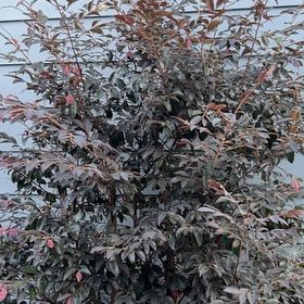 Photo of the plant species Lorapetalum by @AnewCentaury72 named Elina on Greg, the plant care app