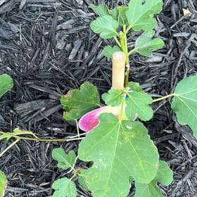 Photo of the plant species Green Fig by @AnewCentaury72 named Madonna on Greg, the plant care app
