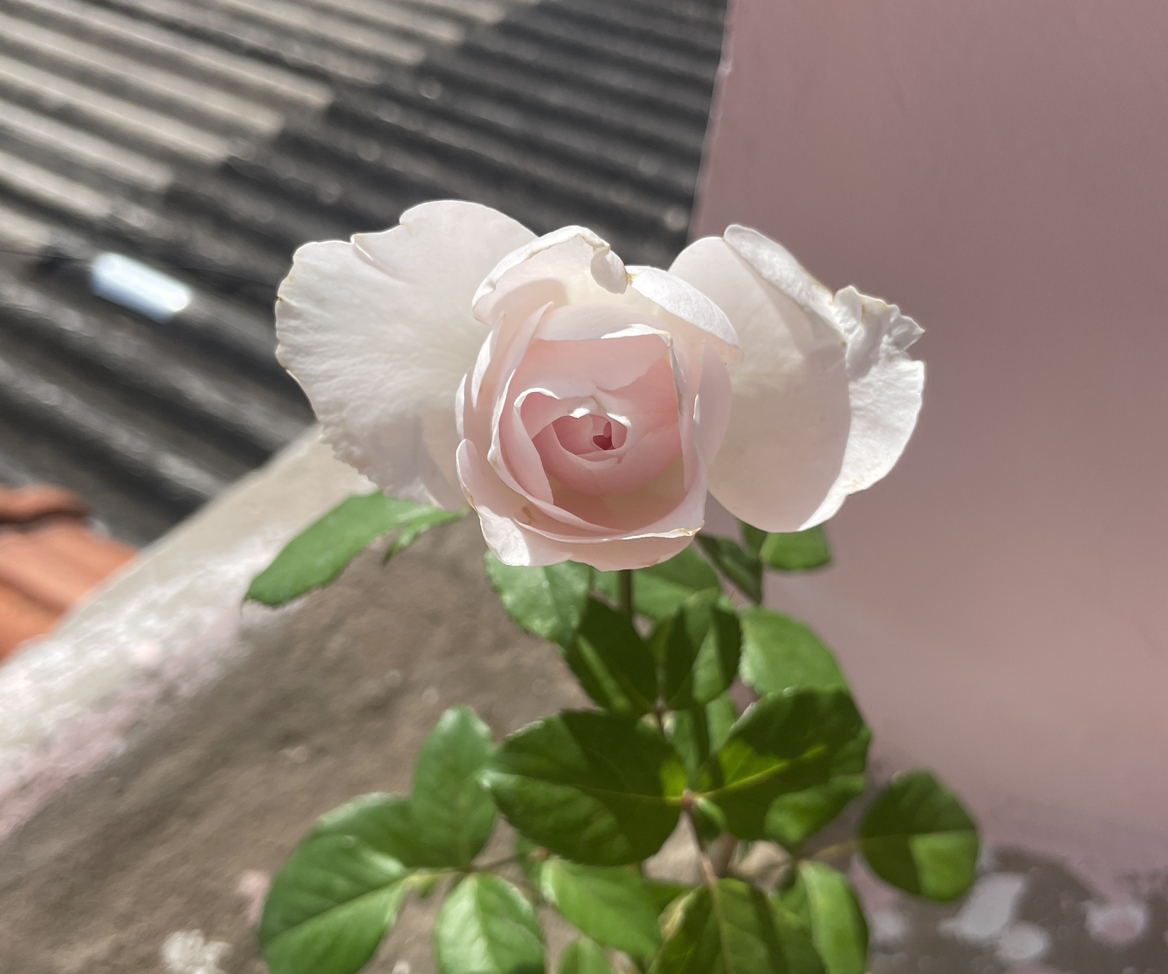 Photo of the plant species Hybrid Tea by @SuperFanmoss49 named Teresa on Greg, the plant care app