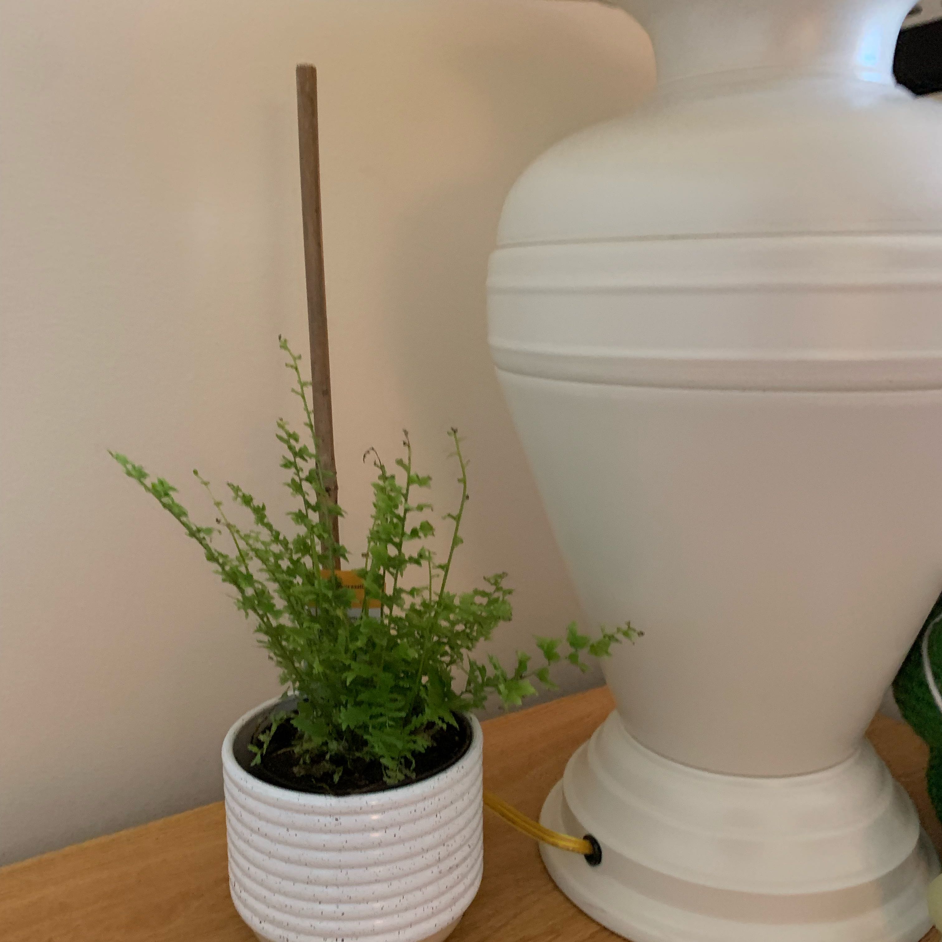 Photo of the plant species Boston Fern 'Green Fantasy' by @ProChilli9 named Sonora on Greg, the plant care app