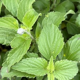 Photo of the plant species Beefsteak Plant by @SilkenGrass96 named James Dean on Greg, the plant care app