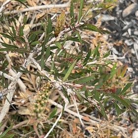 Photo of the plant species Crimson Bottlebrush by @SilkenGrass96 named Tree Diddy on Greg, the plant care app