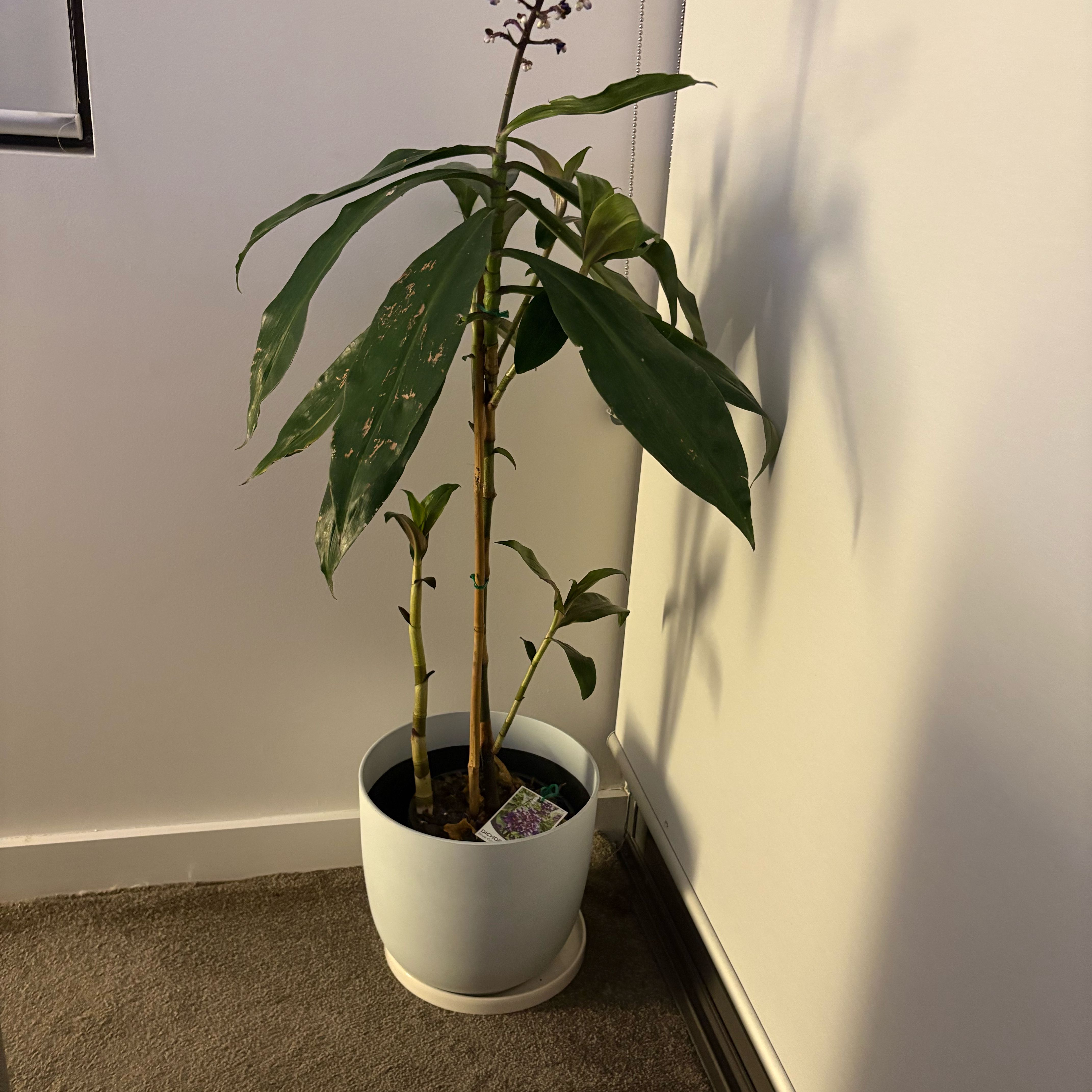 Photo of the plant species Blue Ginger by @cassper named Sandra on Greg, the plant care app