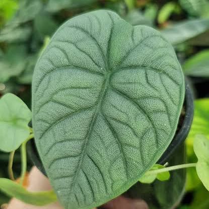 Photo of the plant species Rhino Skin by @cassper named Sahara on Greg, the plant care app