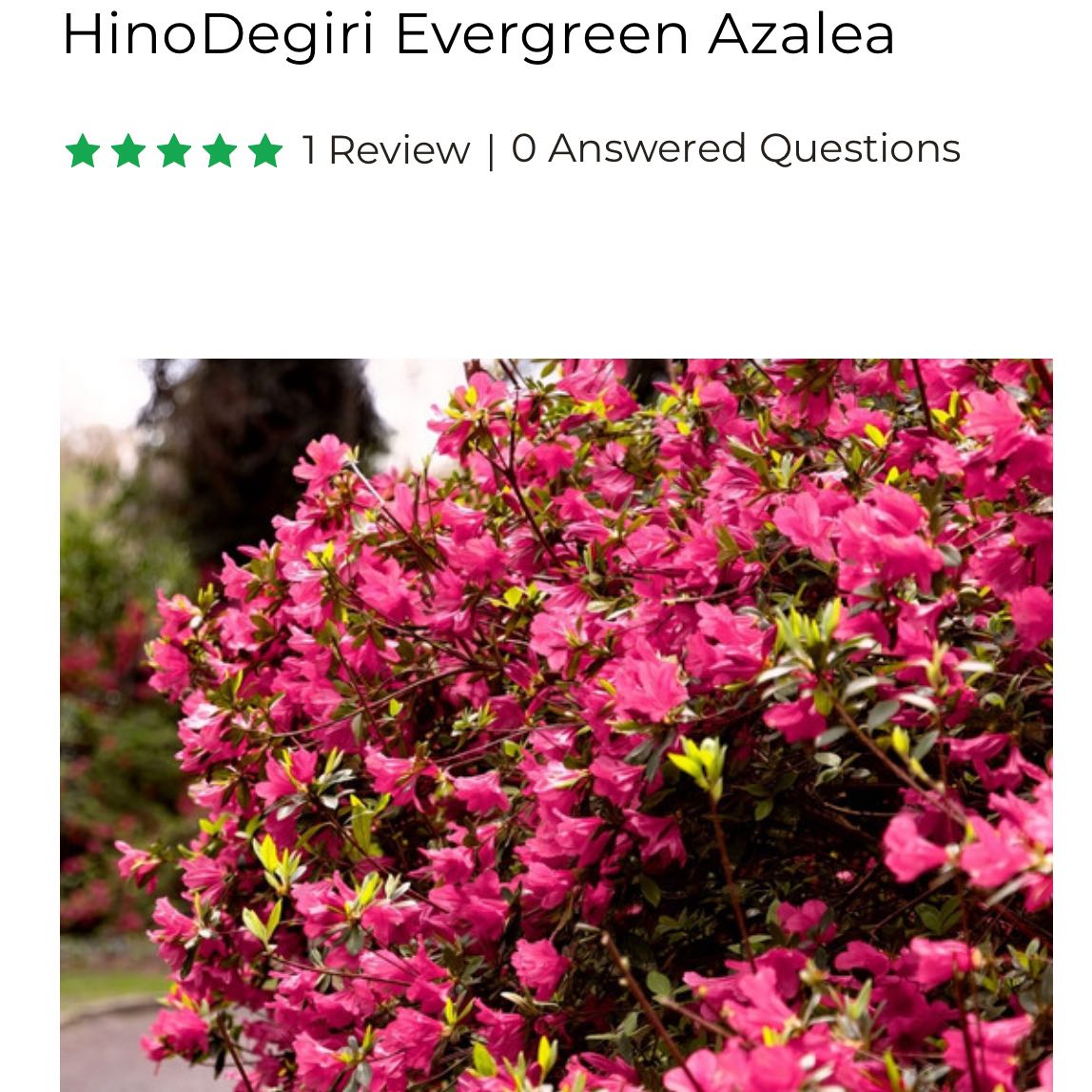 Photo of the plant species Kurume Azalea by @Lu_allthingsnew named Beyonce on Greg, the plant care app