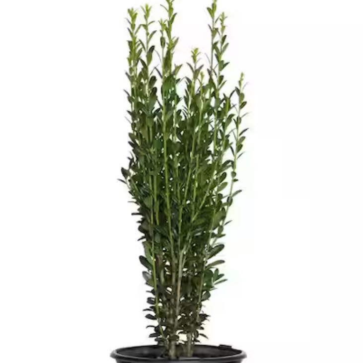 Photo of the plant species Sky Pencil Japanese Holly by @Lu_allthingsnew named Fernie Saunders on Greg, the plant care app
