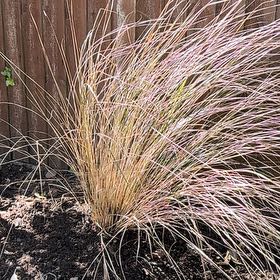 Photo of the plant species Silver Tussock by @BuffChia58 named Sahara on Greg, the plant care app