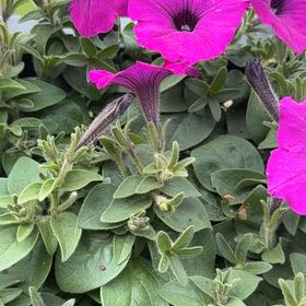 Photo of the plant species Wave Petunia by @OptimisticCat4 named Sol on Greg, the plant care app