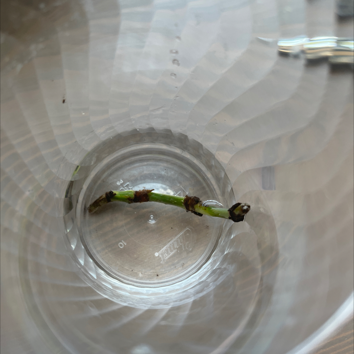 Philodendron 'Majestic' stem cutting in a clear plastic container with water.