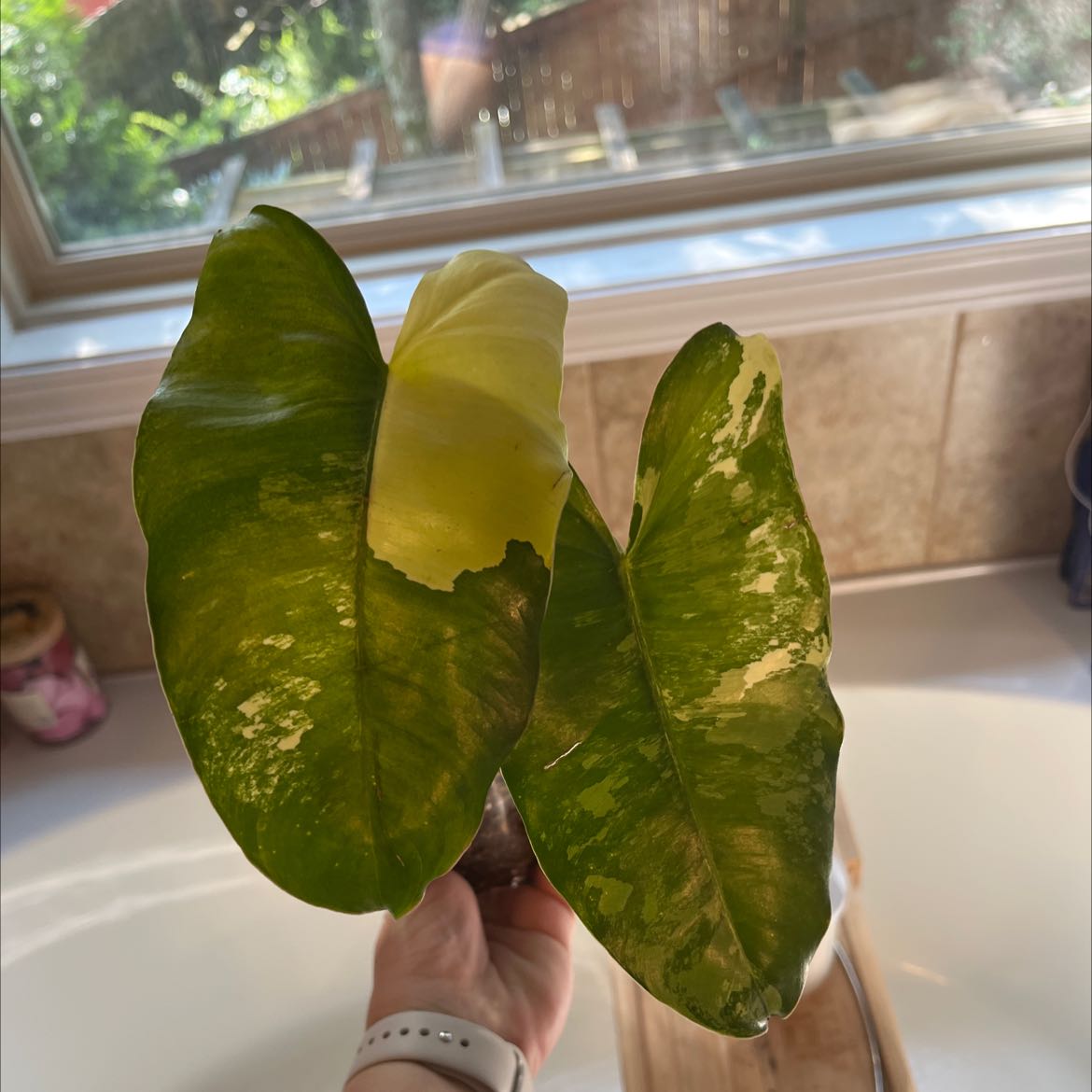 Burle Marx Variegata plant with variegated leaves showing yellowing and browning, held by a hand.