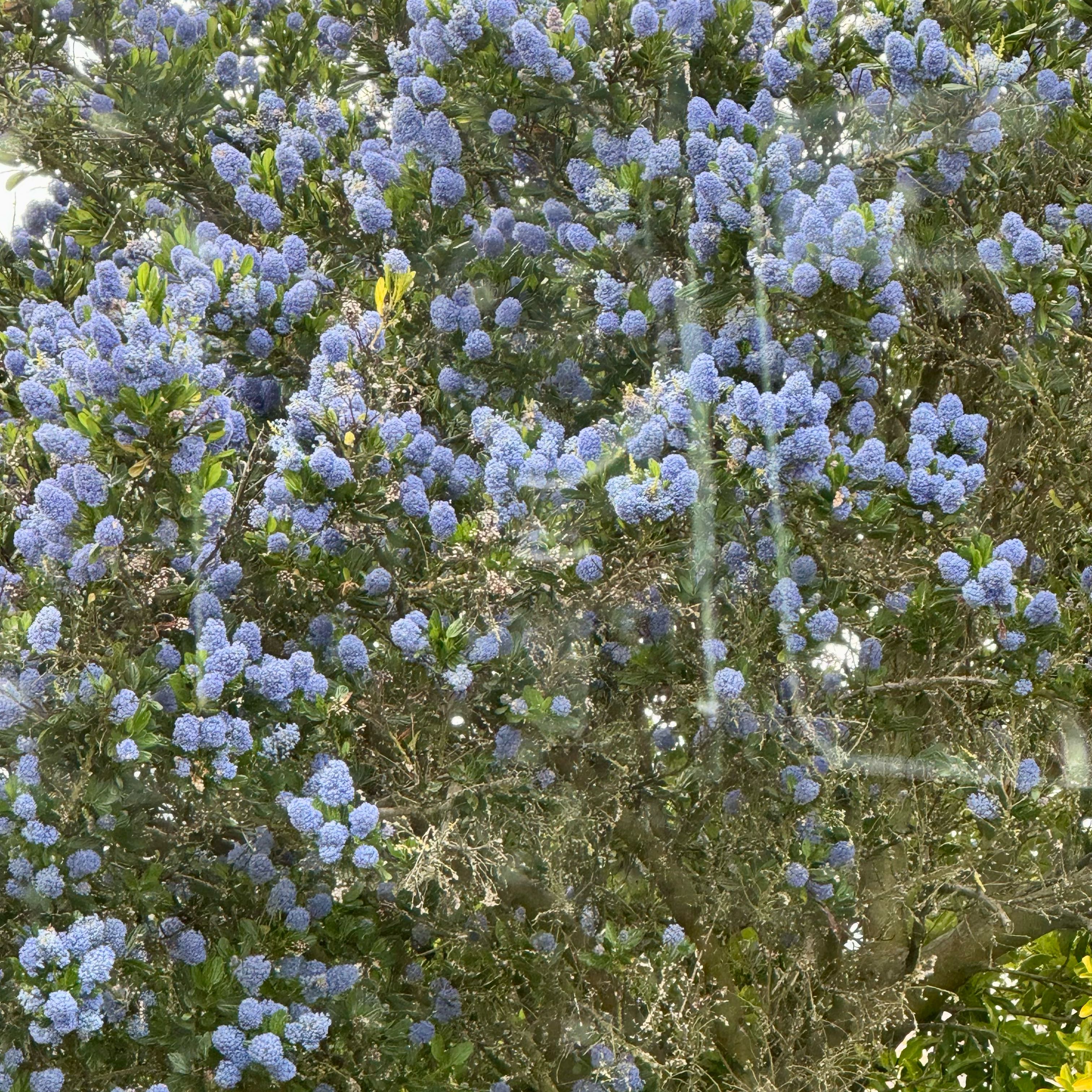 Photo of the plant species Wartleaf Ceanothus by @JuicyTaro15 named Peter Parker on Greg, the plant care app