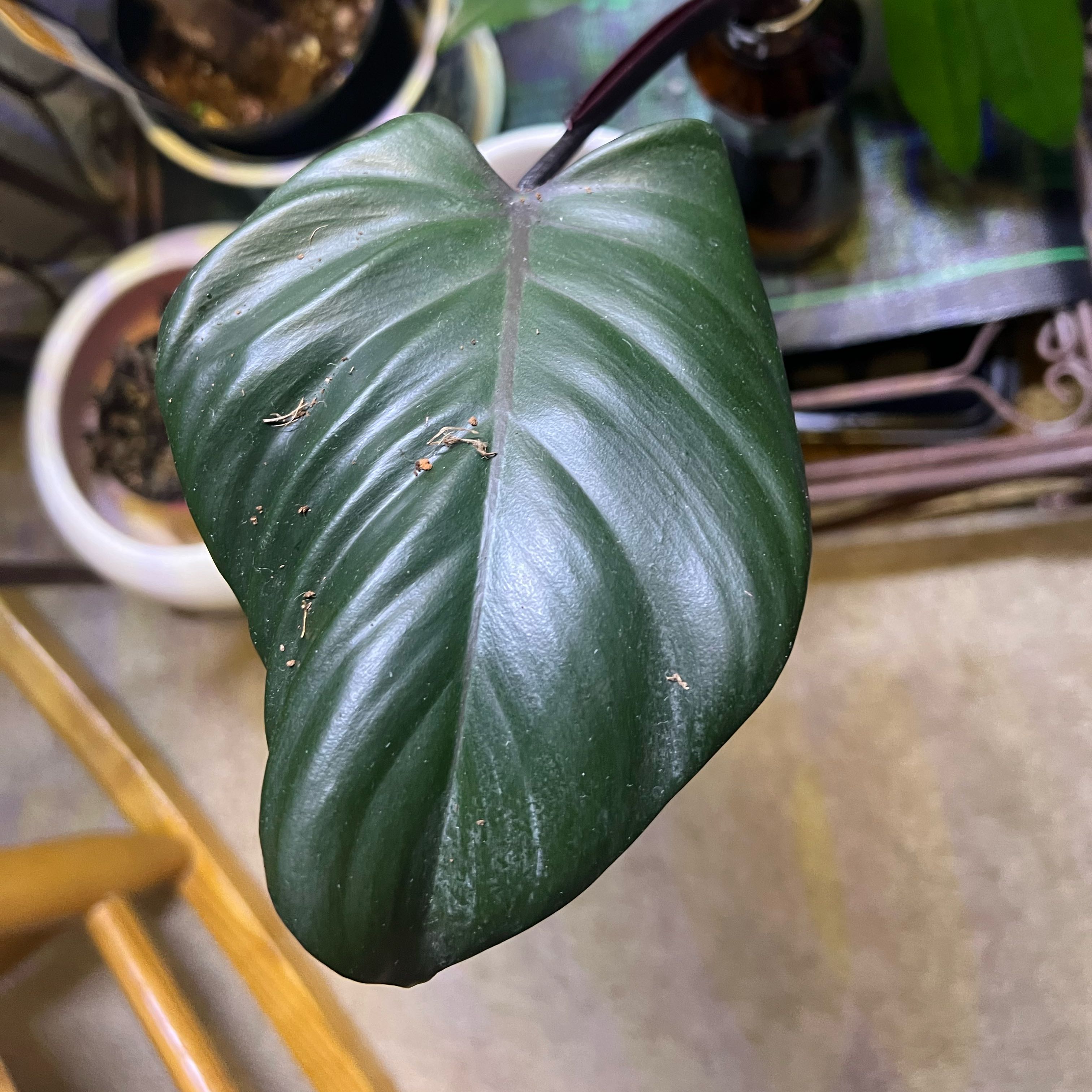 Photo of the plant species Philodendron Royal Queen by @Plants4MyGirls named Elizabeth on Greg, the plant care app