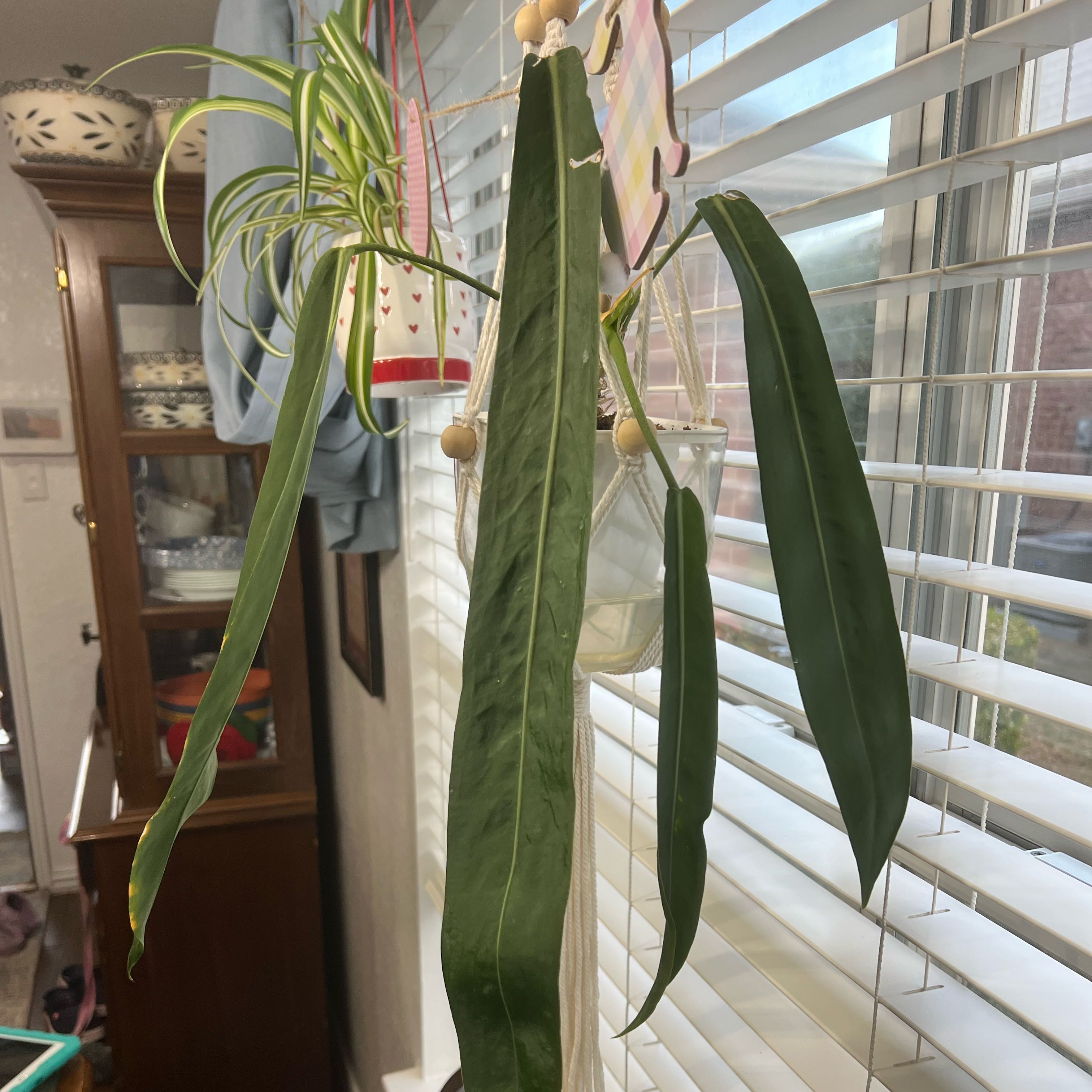 Photo of the plant species Anthurium vittariifolium by @Plants4MyGirls named Gregarious on Greg, the plant care app