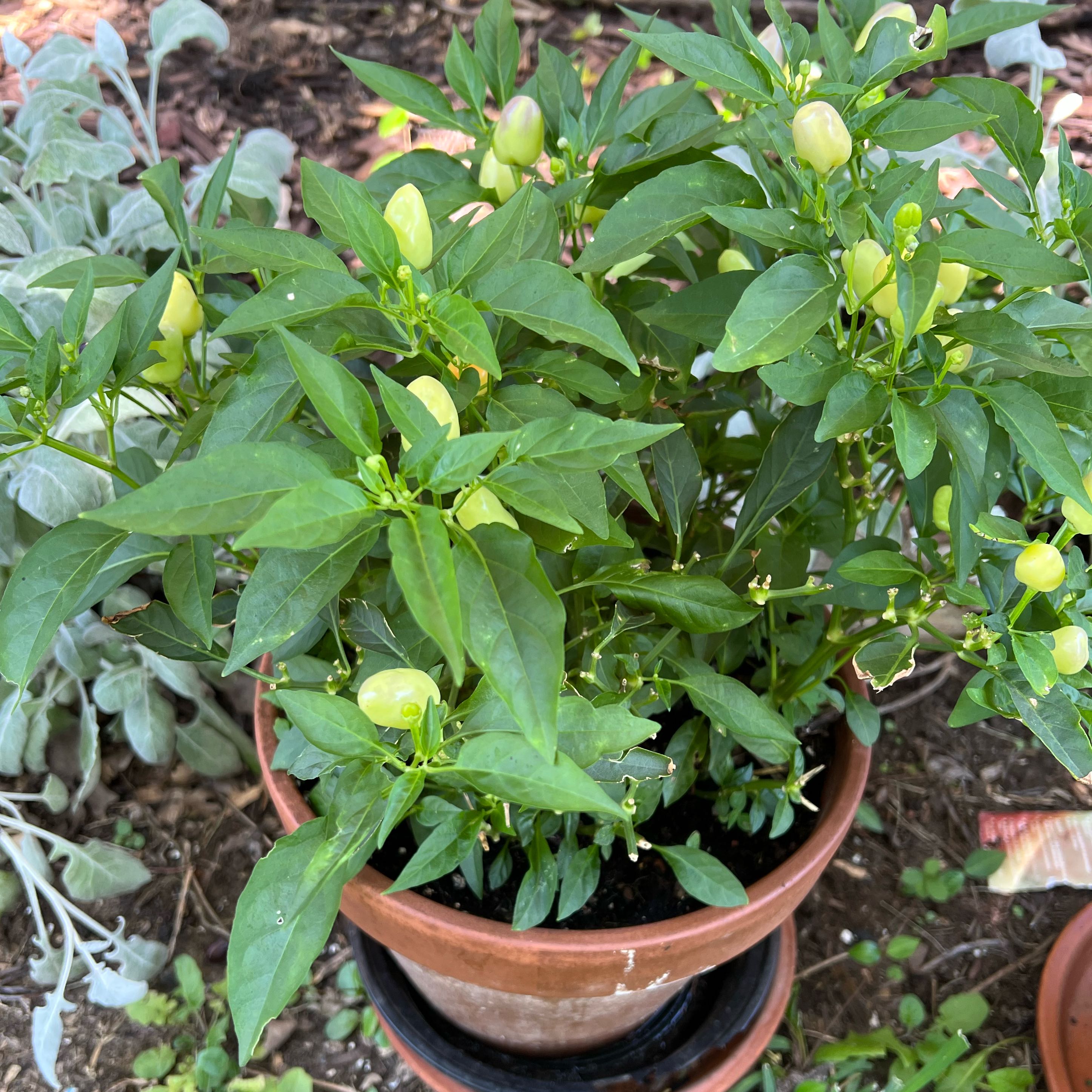 Photo of the plant species Chinese Five Color Pepper by @Plants4MyGirls named Zion on Greg, the plant care app