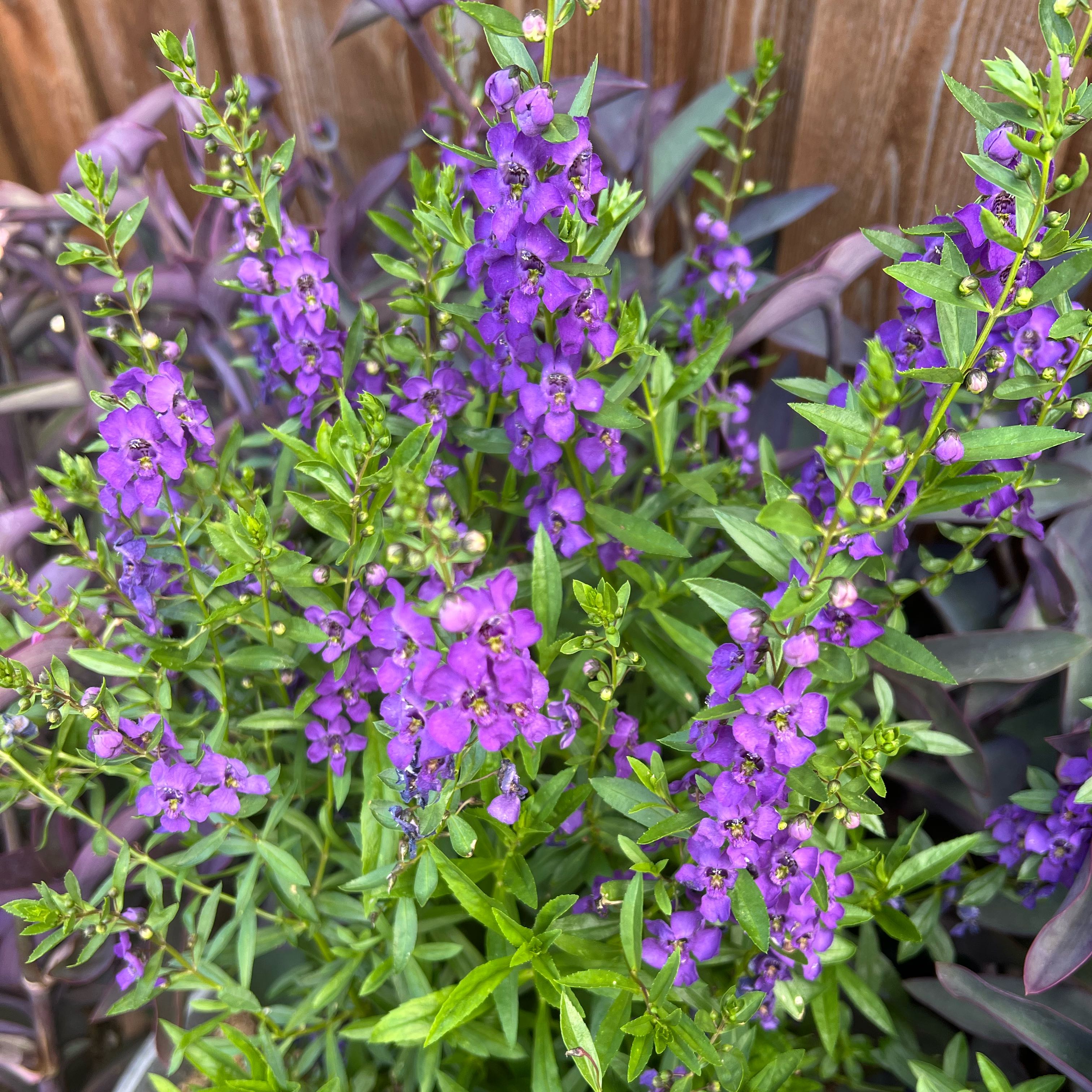 Angelonia 'Serena Purple'