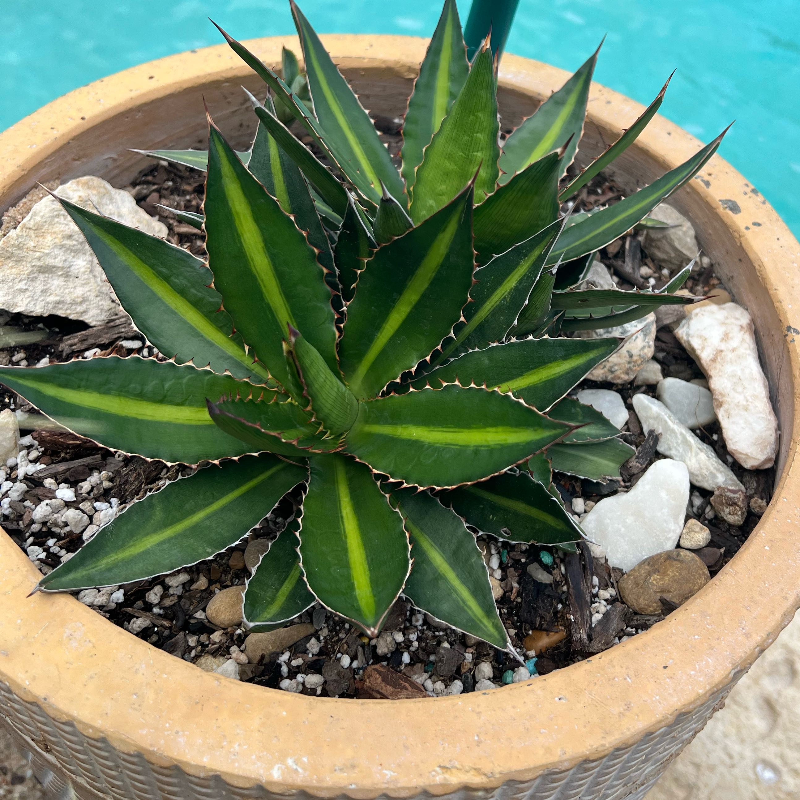 Photo of the plant species Agave lophantha by @Plants4MyGirls named Agave Lophantha on Greg, the plant care app