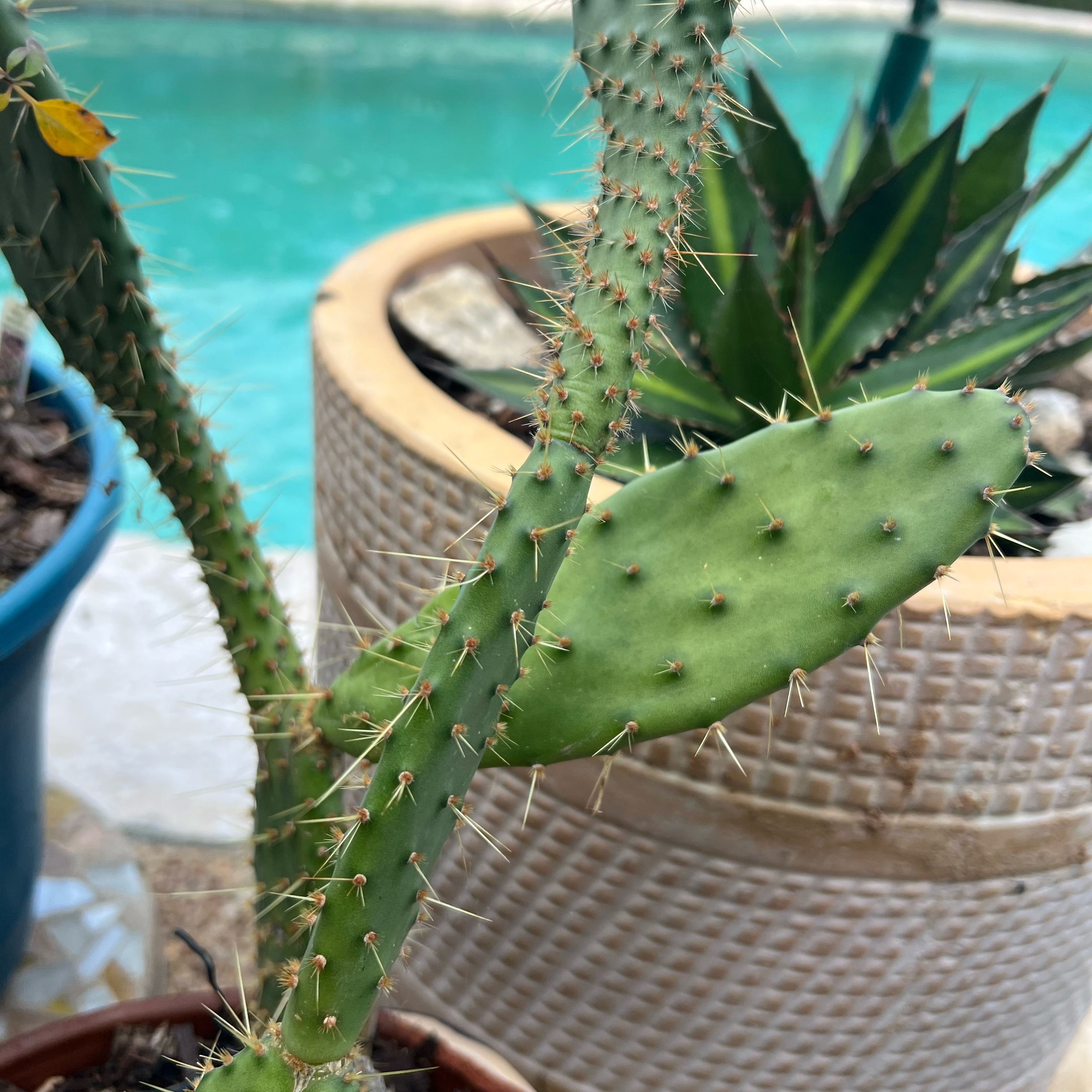 Photo of the plant species Coastal Pricklypear by @Plants4MyGirls named Coastal Pricklypear on Greg, the plant care app