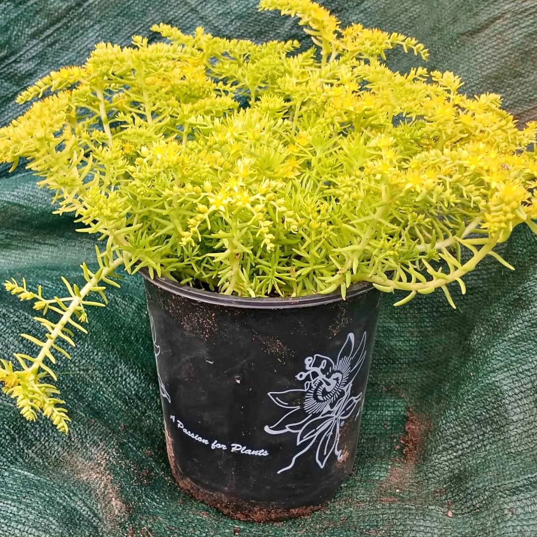 Photo of the plant species Lemon Coral Sedum by @Plants4MyGirls named Lemon Coral Sedum on Greg, the plant care app