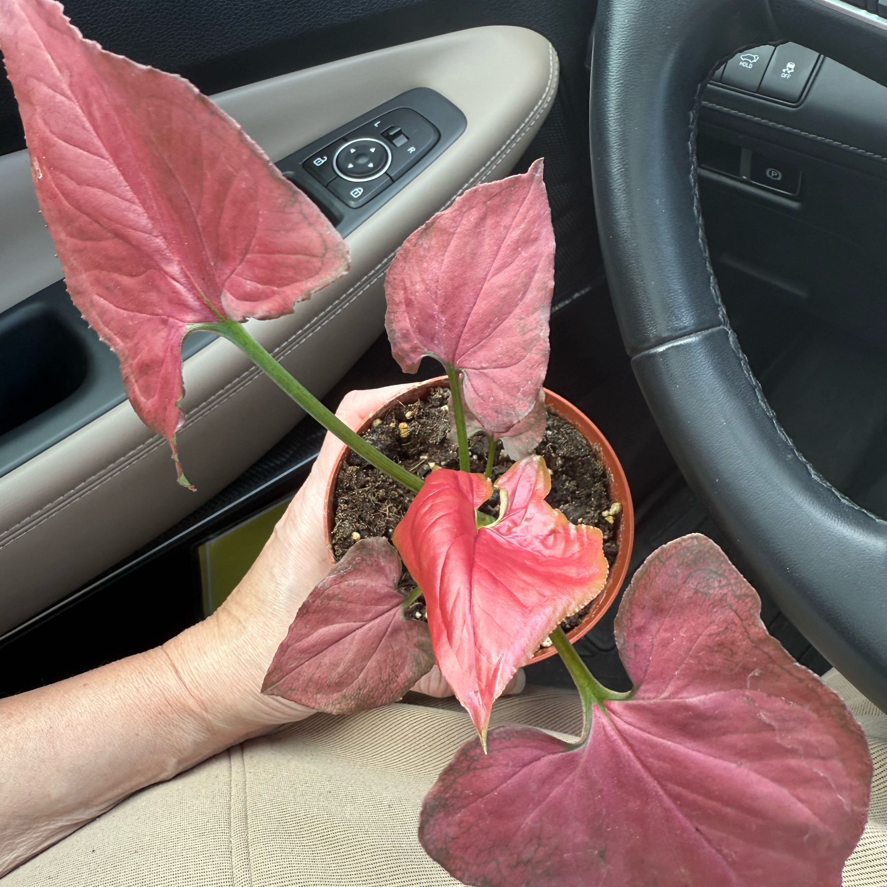Photo of the plant species Syngonium by @Plants4MyGirls named Syngonium Podophyllum Orm Nak Red on Greg, the plant care app