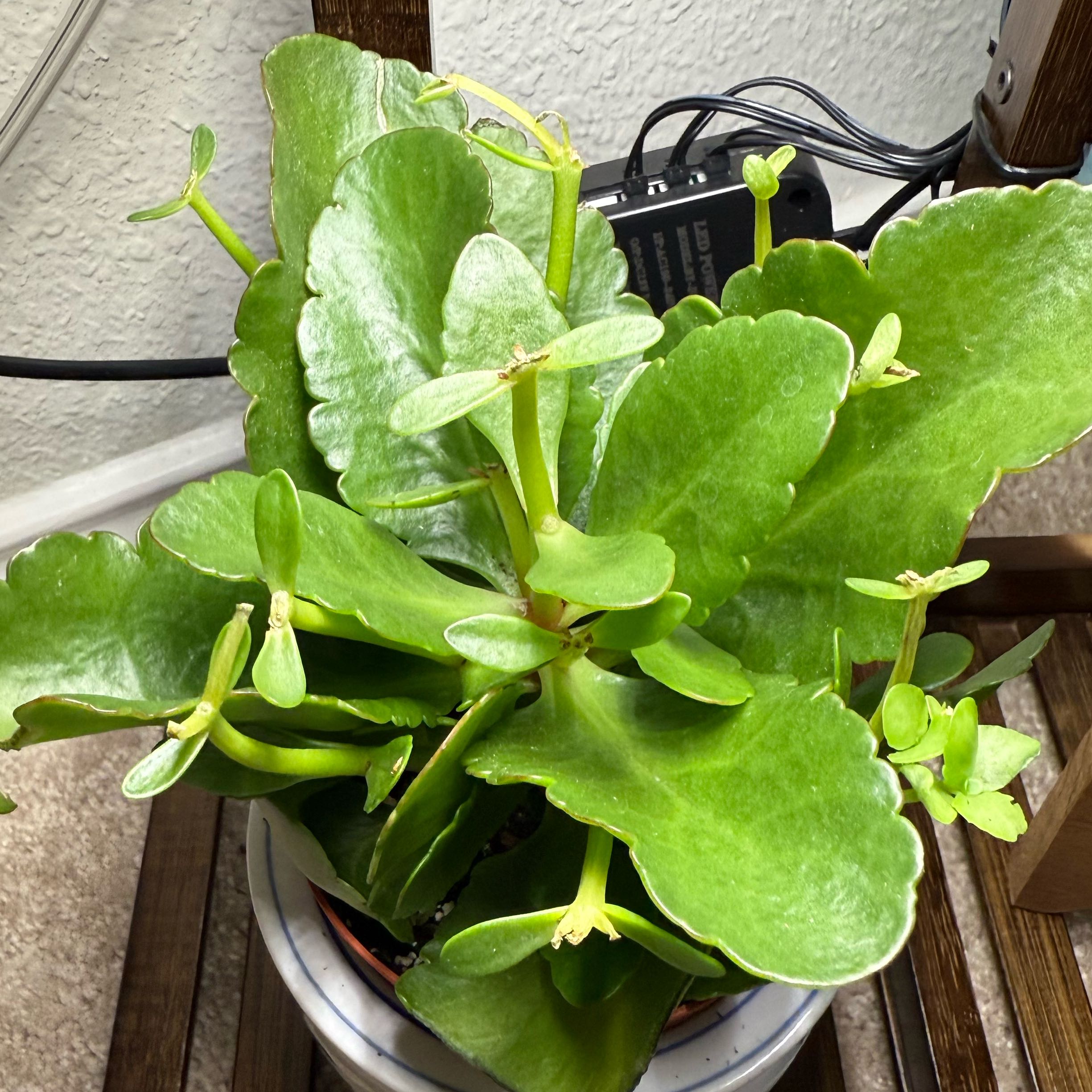 Photo of the plant species Kalanchoe blossfeldiana 'Pink' by @Plants4MyGirls named Kalanchoe Blossfeldiana Pink on Greg, the plant care app