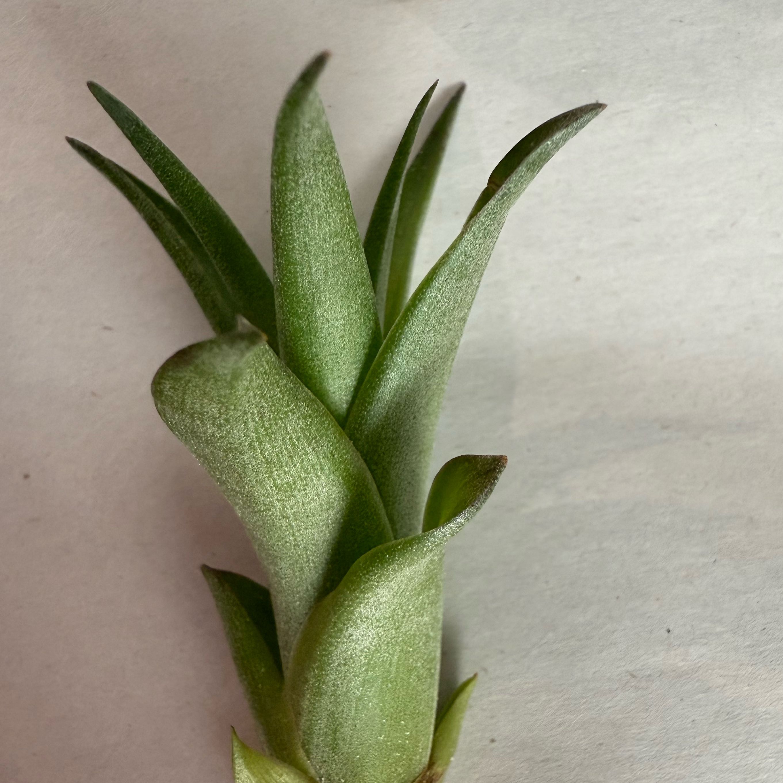Photo of the plant species Seleriana Air Plant by @Plants4MyGirls named Harper on Greg, the plant care app