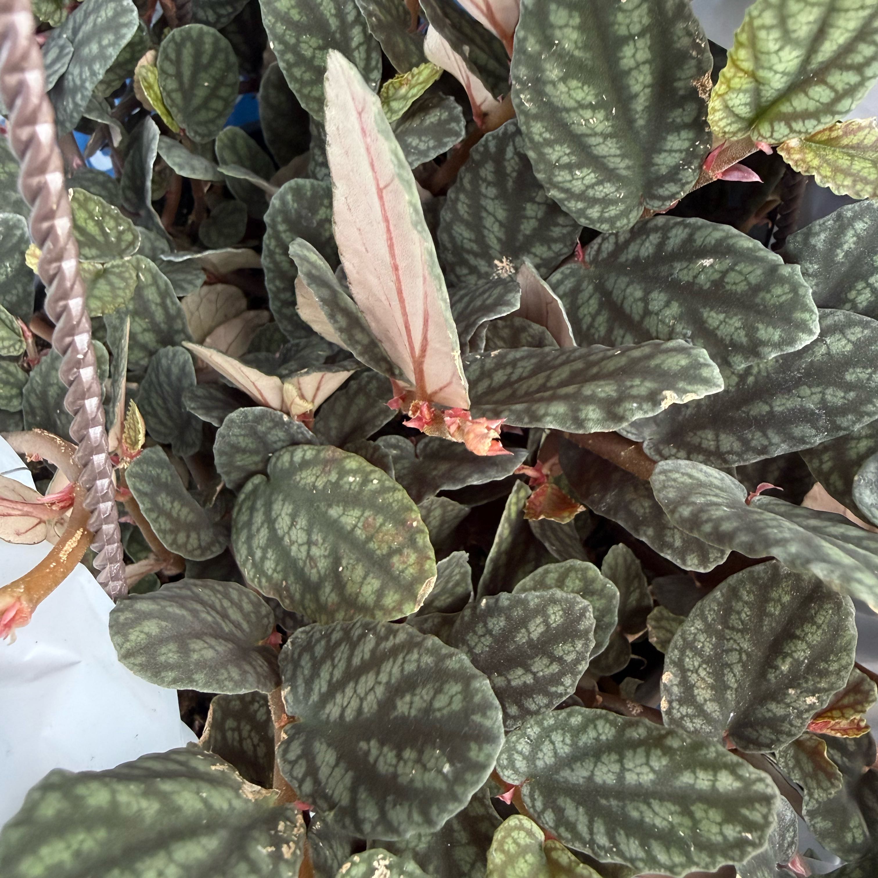 Photo of the plant species Watermelon Begonia by @Plants4MyGirls named Fernie Saunders on Greg, the plant care app