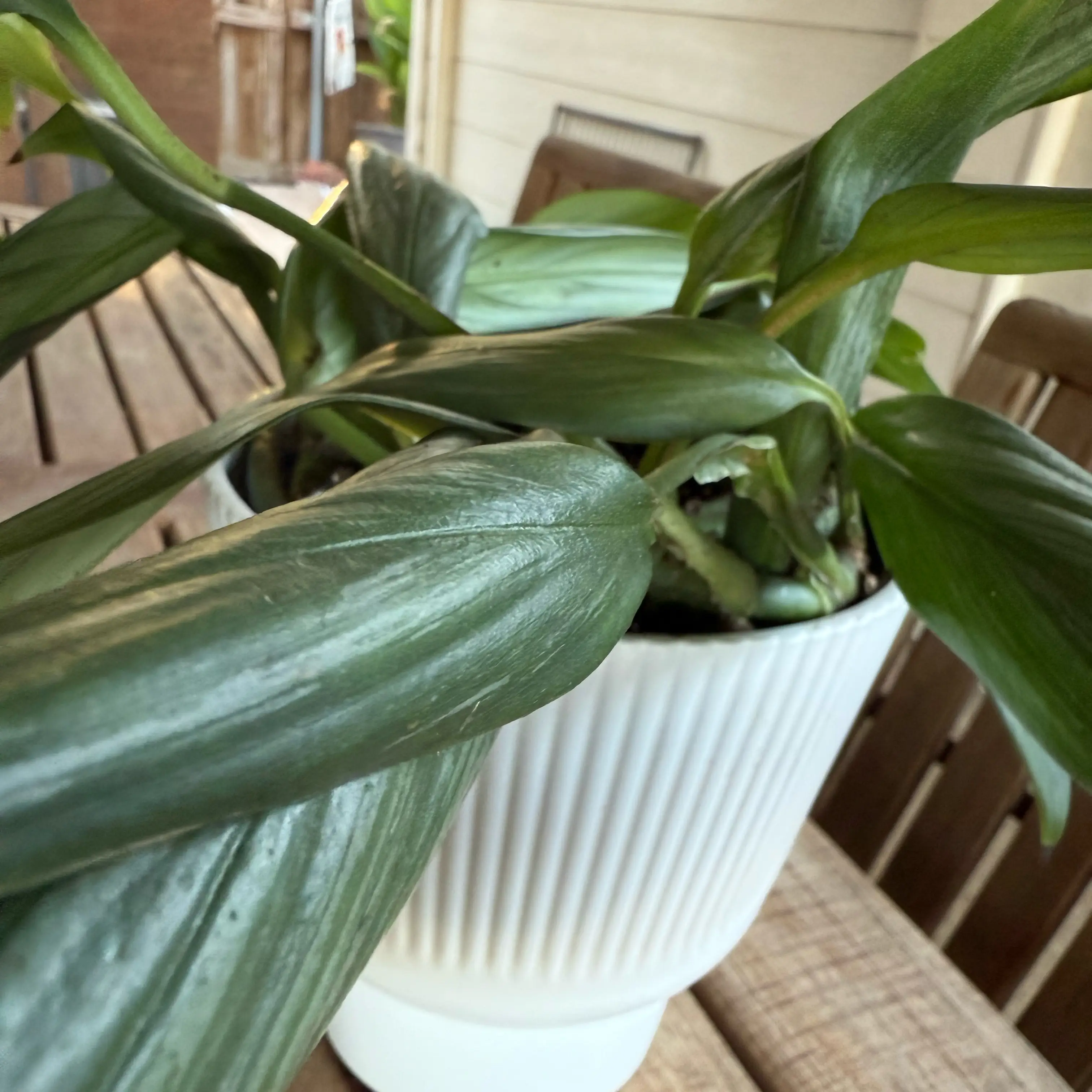 Photo of the plant species Silver Streak Plant by @Plants4MyGirls named (Pothos) Epipremnum Amplissimum Silver Streak on Greg, the plant care app