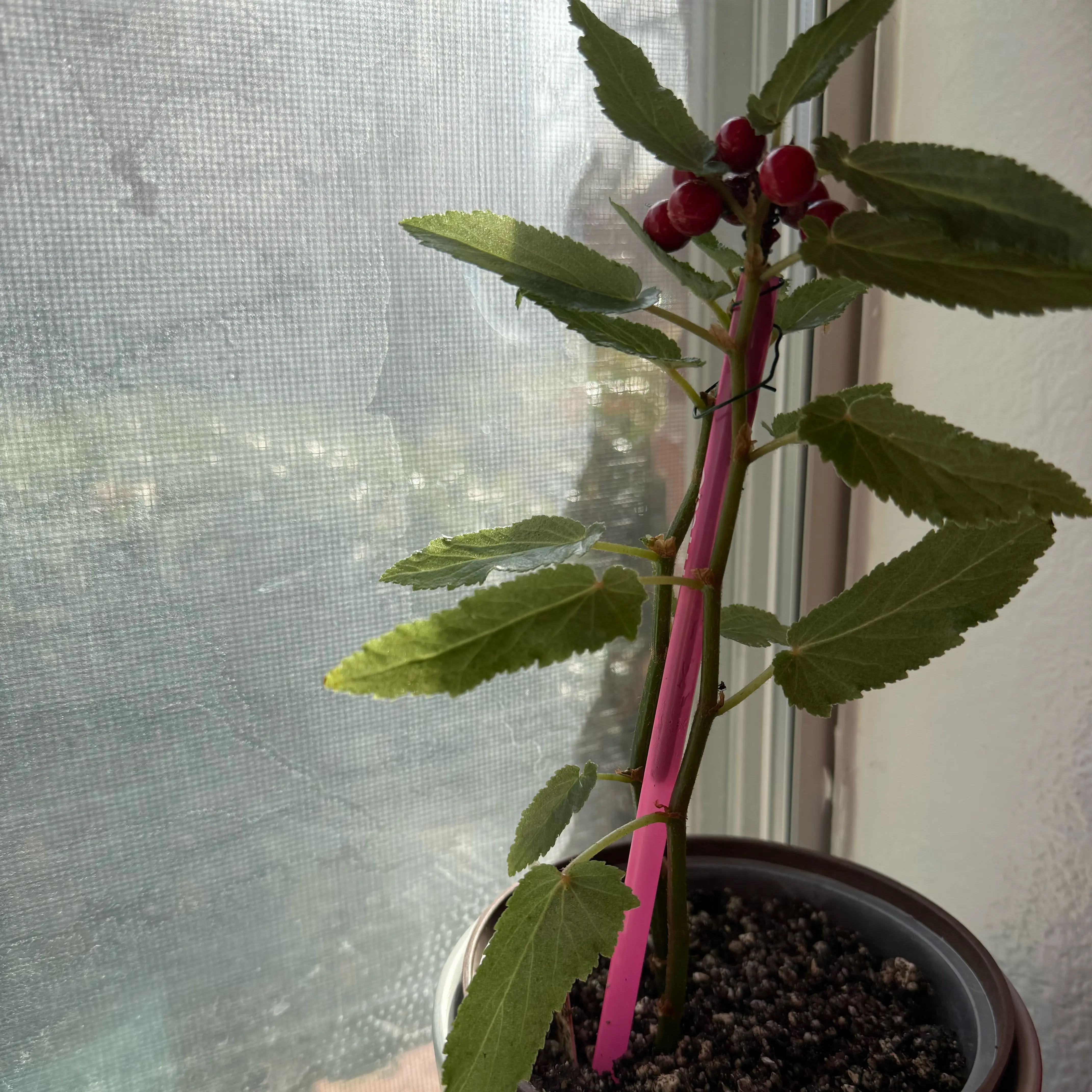 Photo of the plant species Begonia echinosepala var. elongatifolia by @Plants4MyGirls named Begonia Elongatifolia on Greg, the plant care app