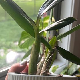 Photo of the plant species Dendrobium Orchid by @GreatMayten58 named LiloStitch on Greg, the plant care app